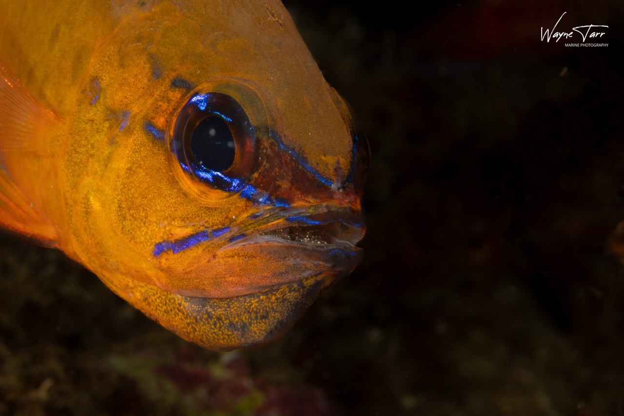 A close up of a fish