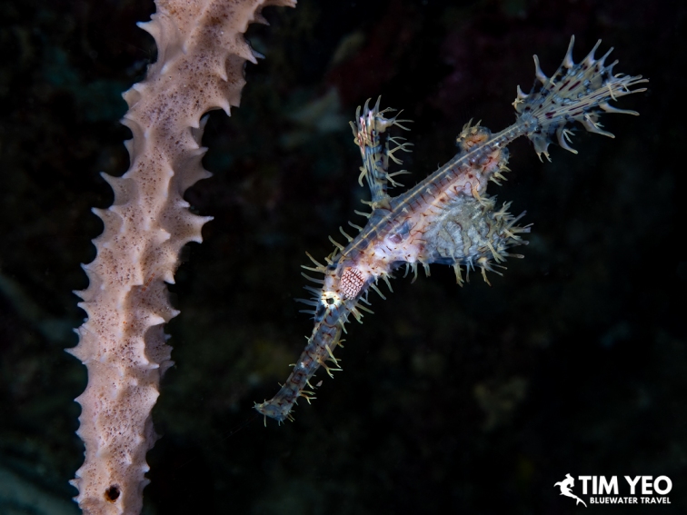 Ornate ghost pipefish drifting beside coral whip, Solomon Islands