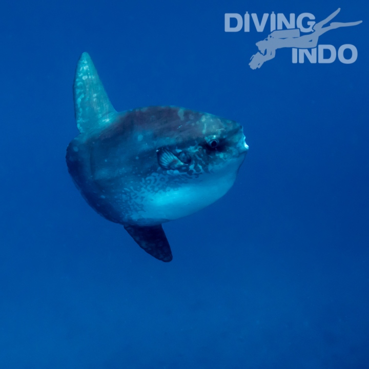 Mola mola ocean sunfish Nusa Penida Bali diving