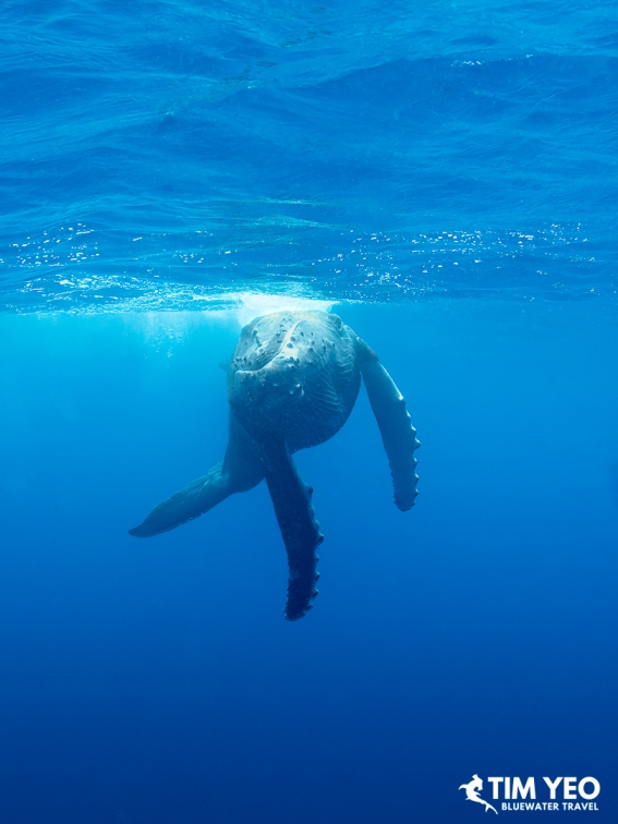Humpback whale rising toward the surface with fins spread.