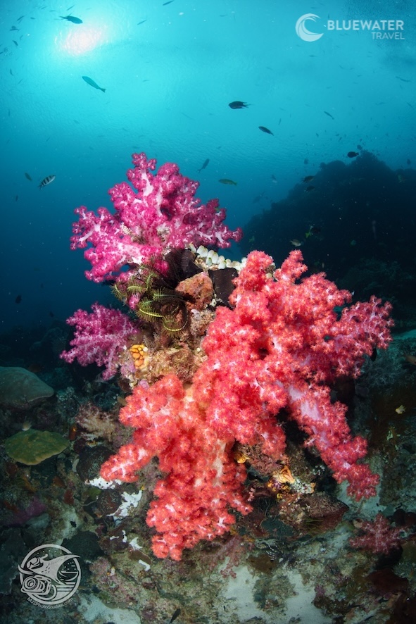 Breathtaking soft corals