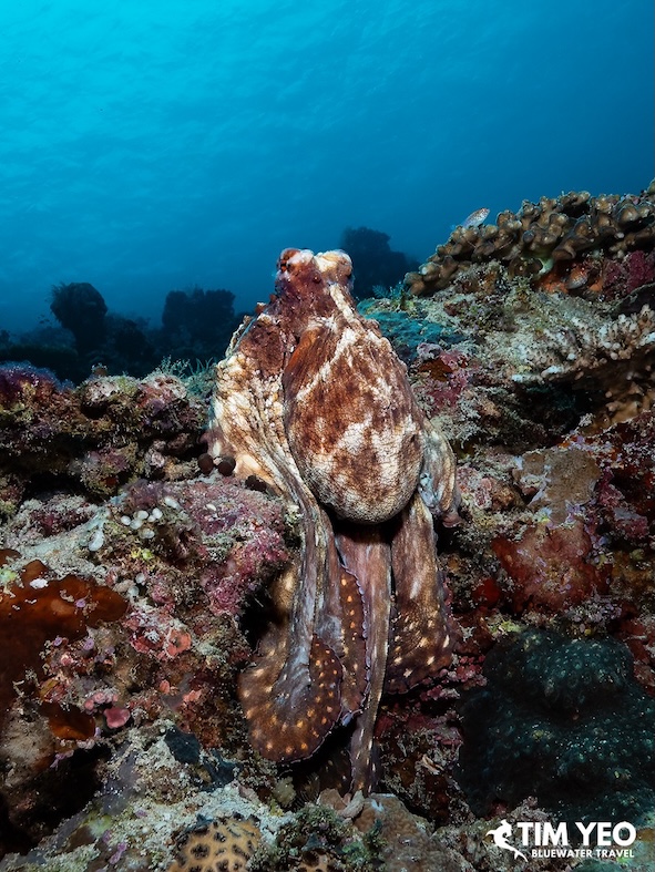 A day octopus perches on a coral
