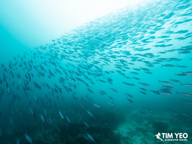 Large school of fish swimming above the reef