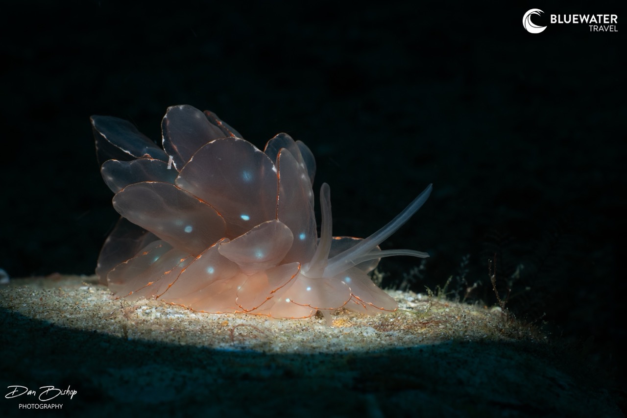A clear nudibranch