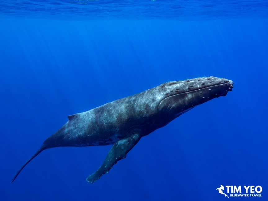 Humpback whale swimming with sunbeams behind it, Moorea.