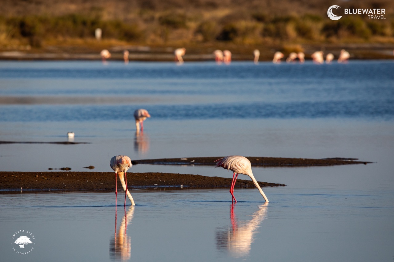 Flamingos in the water