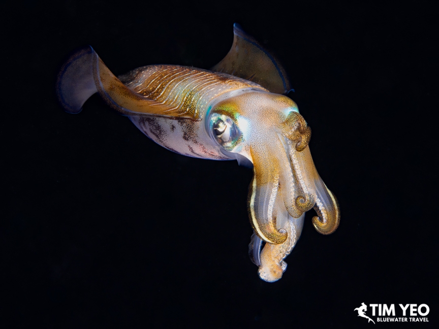 A reef squid with iridescent eyes swimming at night in Halmahera