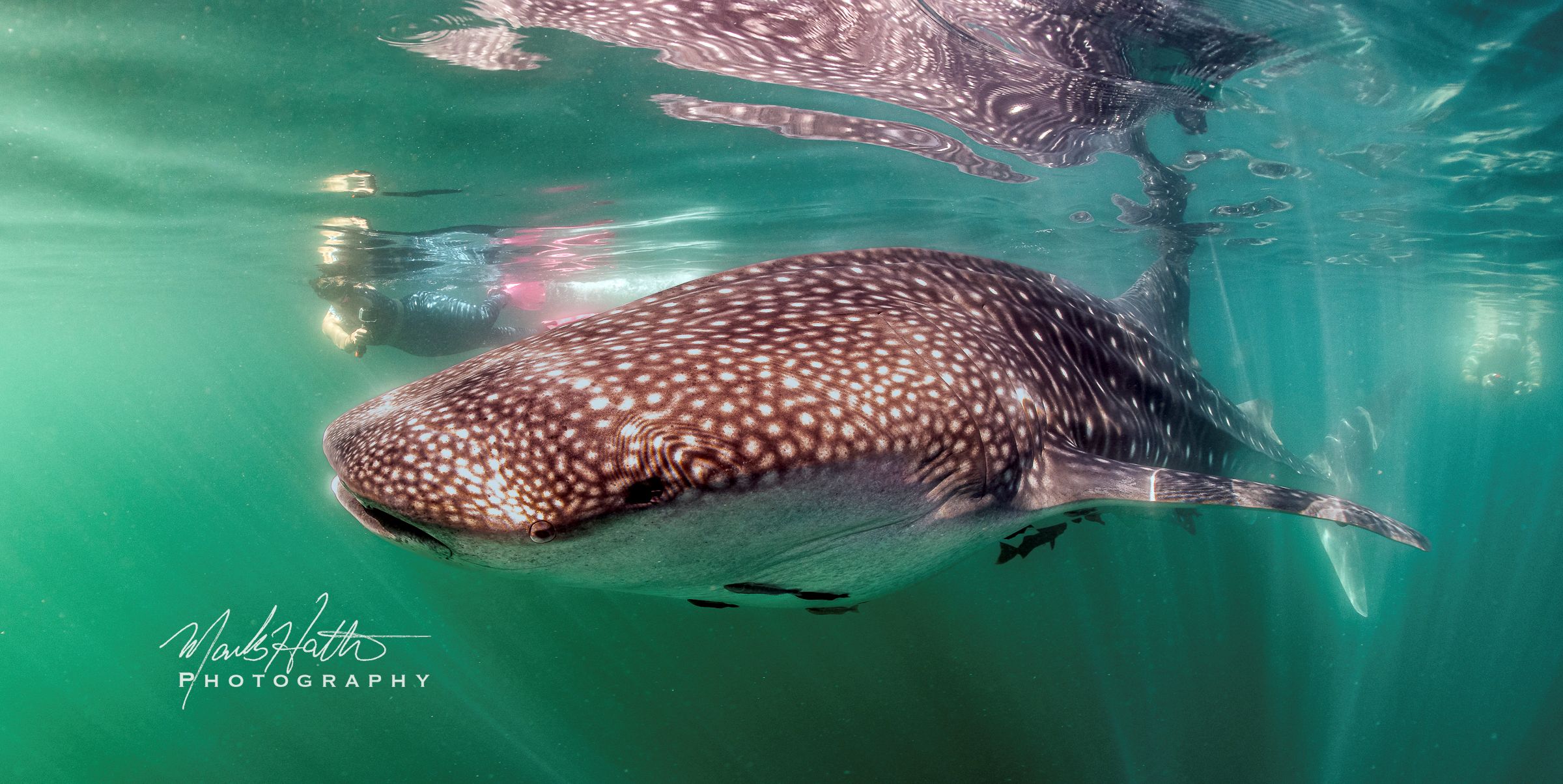 Shark photograph by Mark Hatter