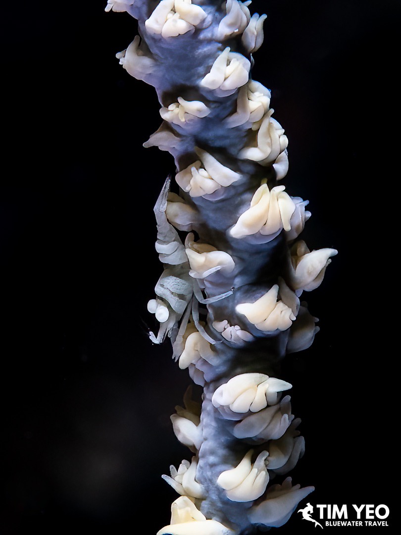 Anker's whip coral shrimp