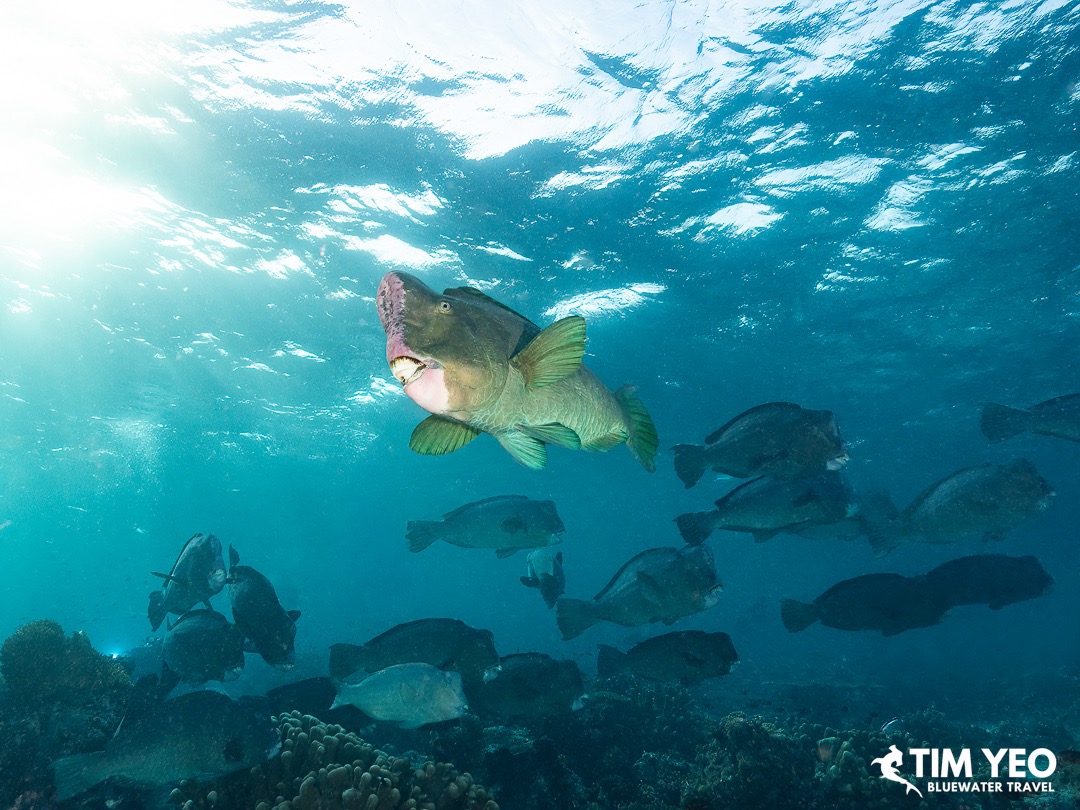 A close up of the bumphead parrotfish