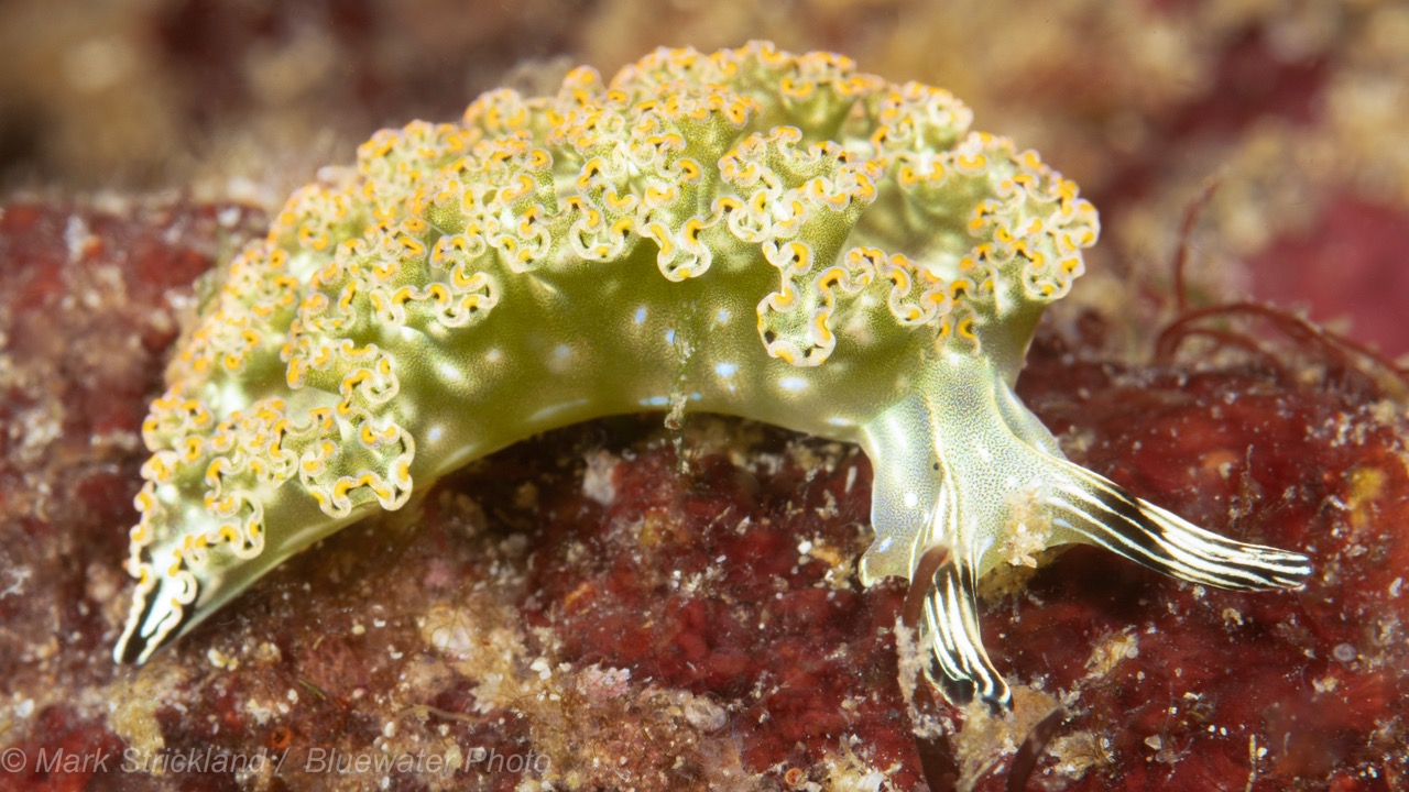 An exotic nudibranch on a rock