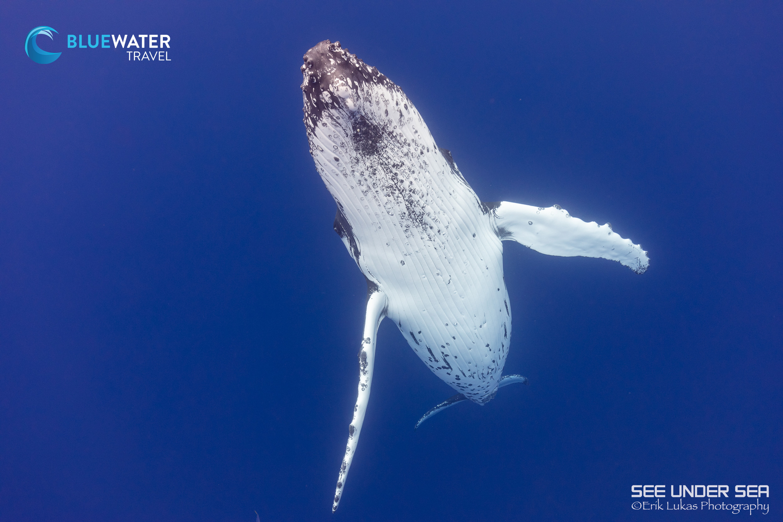 A humpback whale makes its way to the surface
