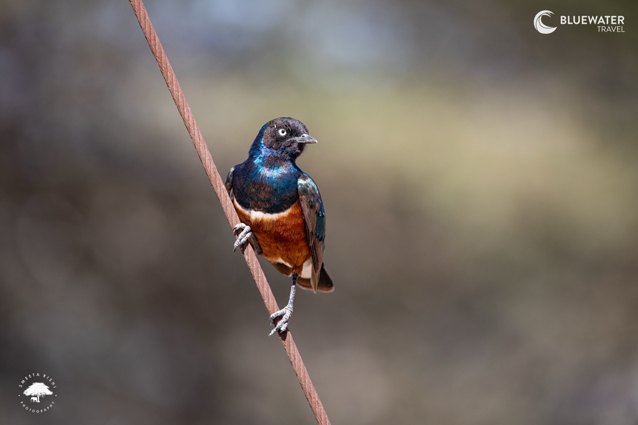 A starling on a branch