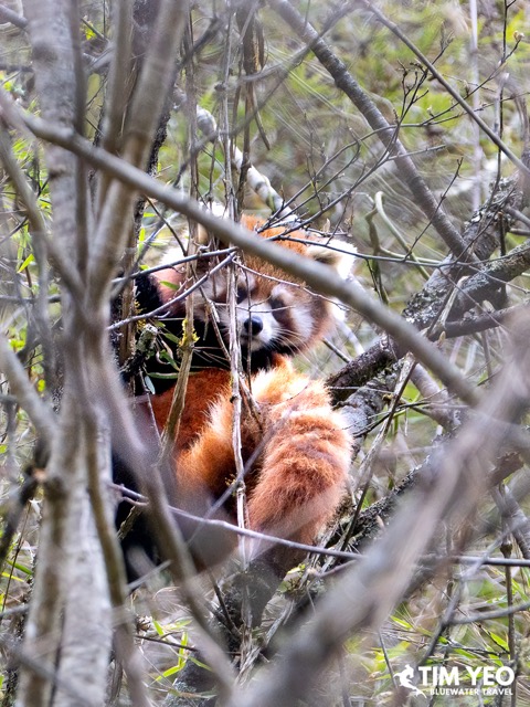 A red panda