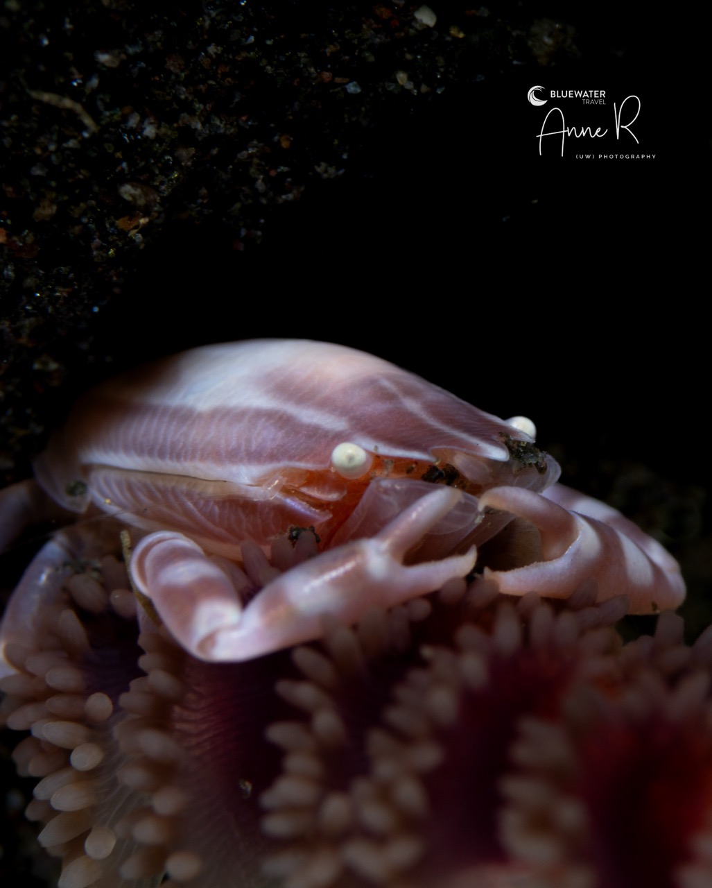 A sea pen porcelain crab