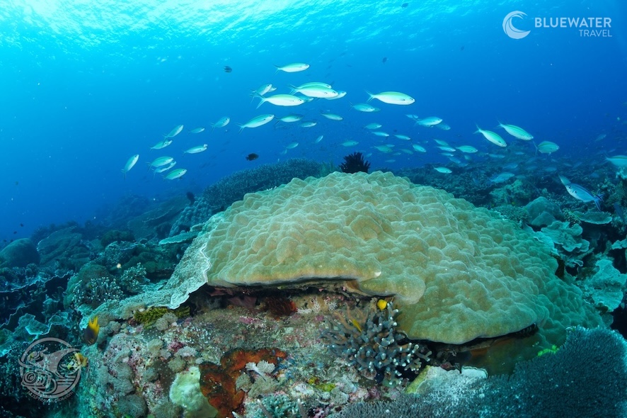 A lively reef in Raja Ampat