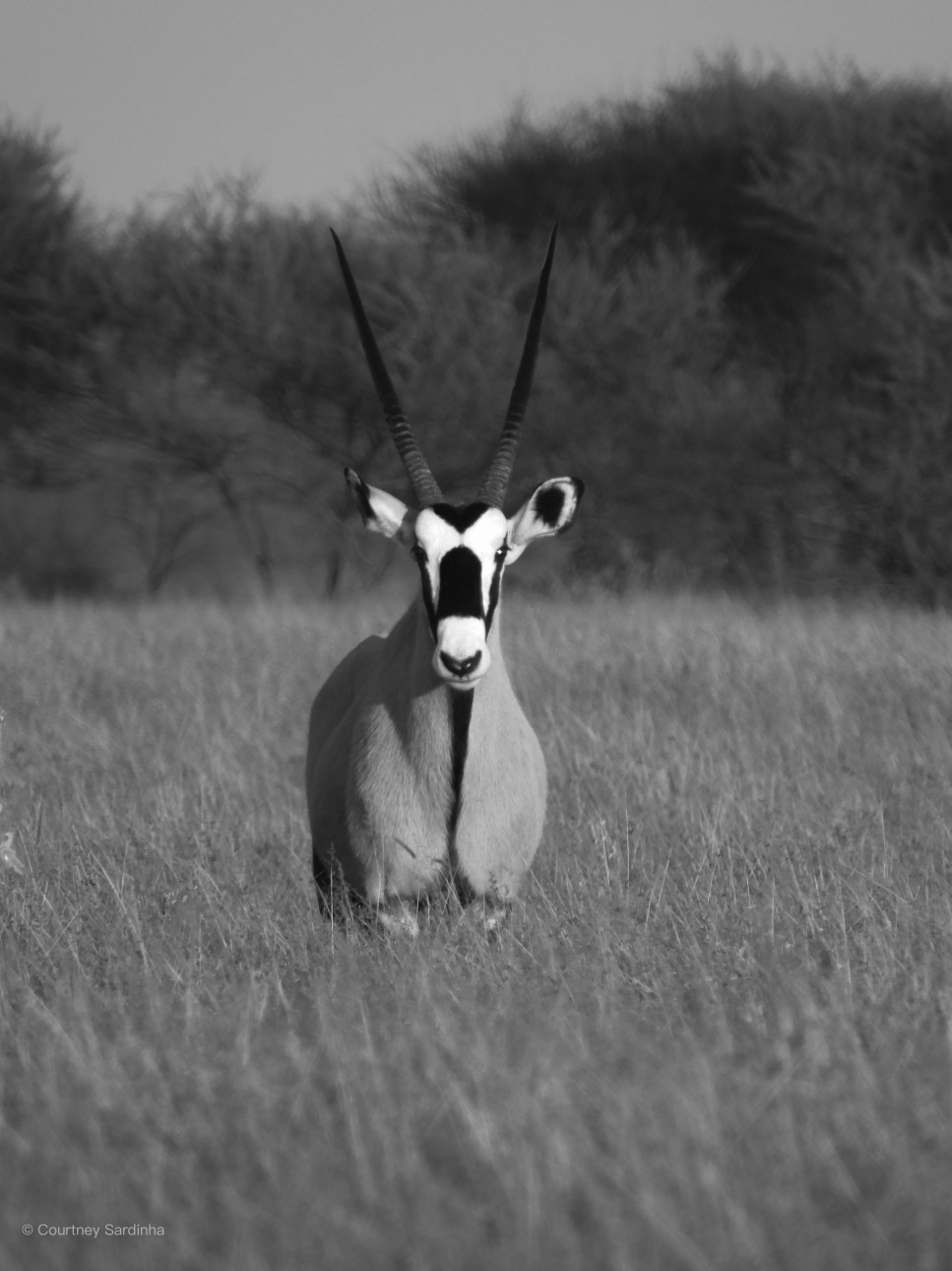 Black-and-white photo of a gemsbok standing in tall grass, Botswana