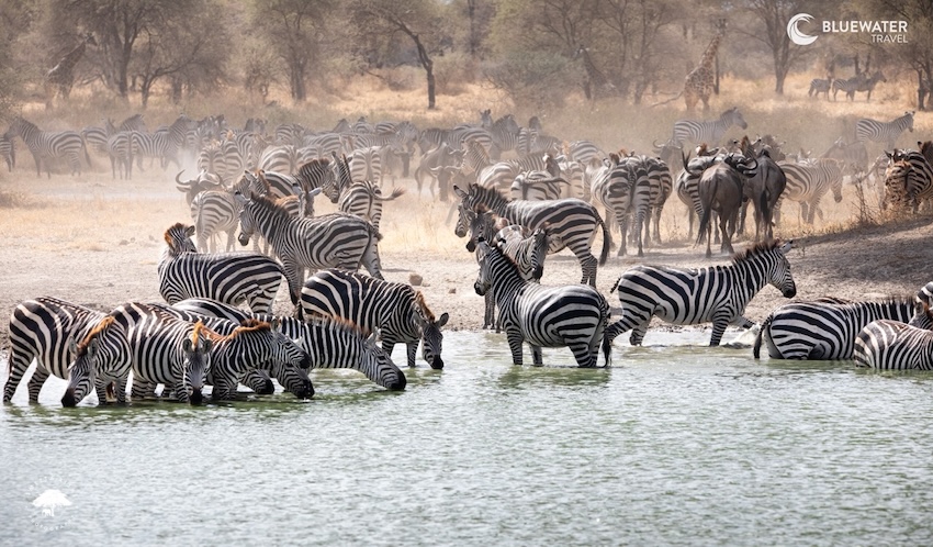 A herd of zebras