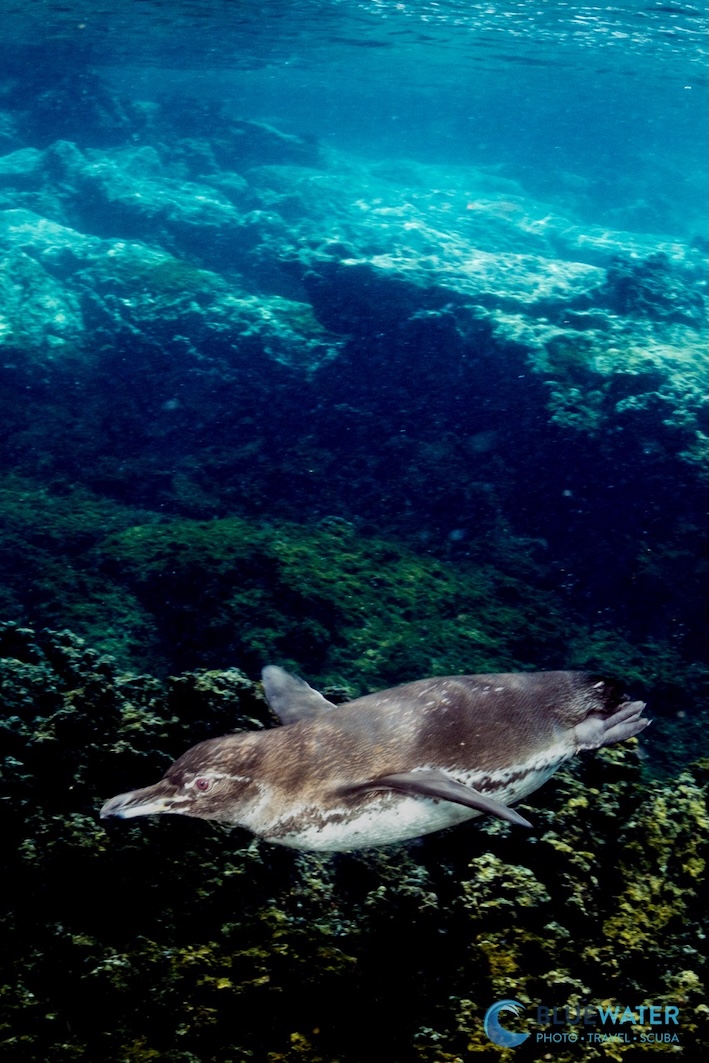 A Galapagos penguin dives underwater