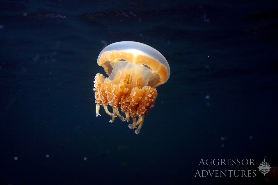 A jellyfish in a jellyfish lake, Palau Aggressor II
