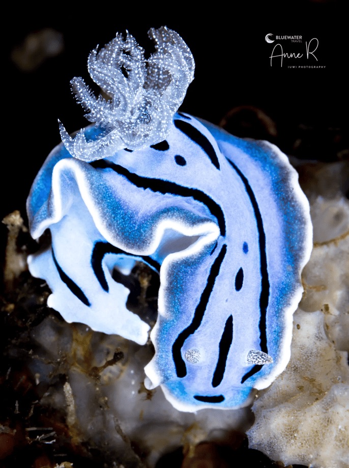 Colorful nudibranch photographed underwater