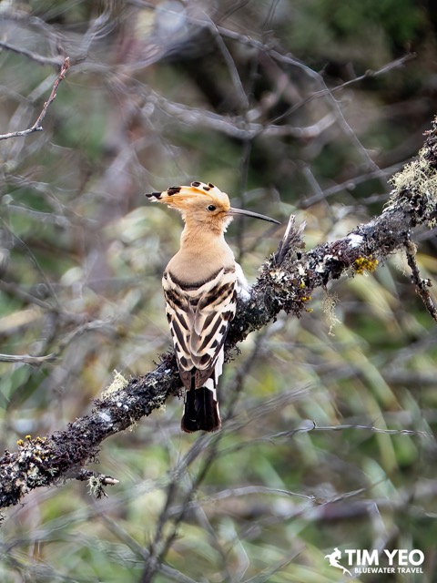 A beautiful bird