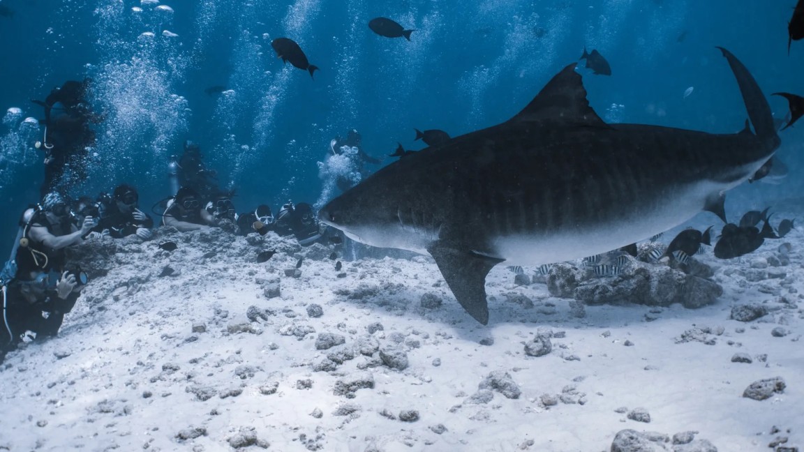 Divers encountering a tiger shark up close at Fuvahmulah, Maldives