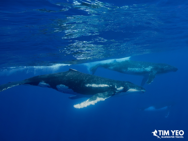 Group of humpback whales swimming together in Moorea.