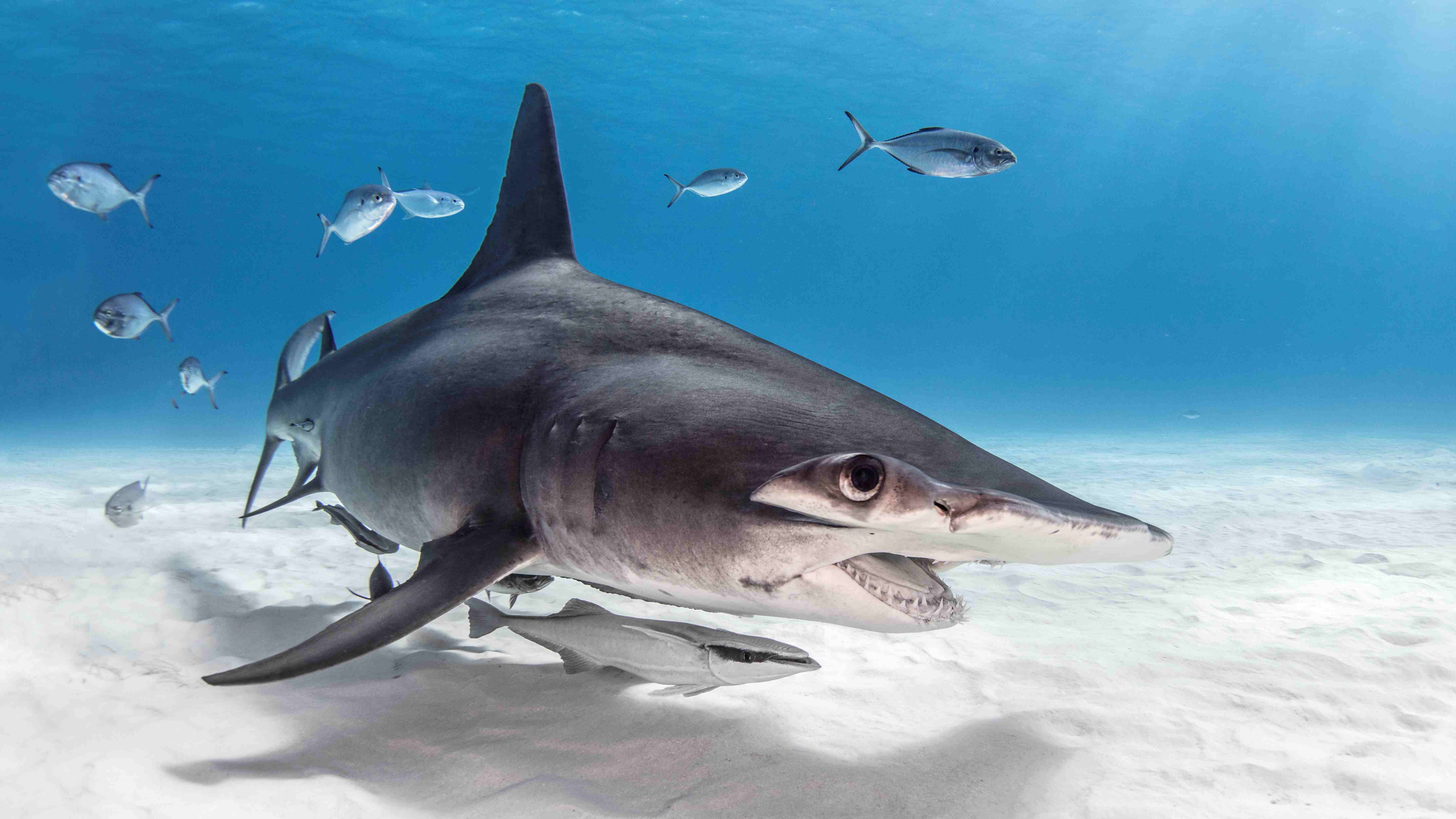 Great Hammerhead Shark