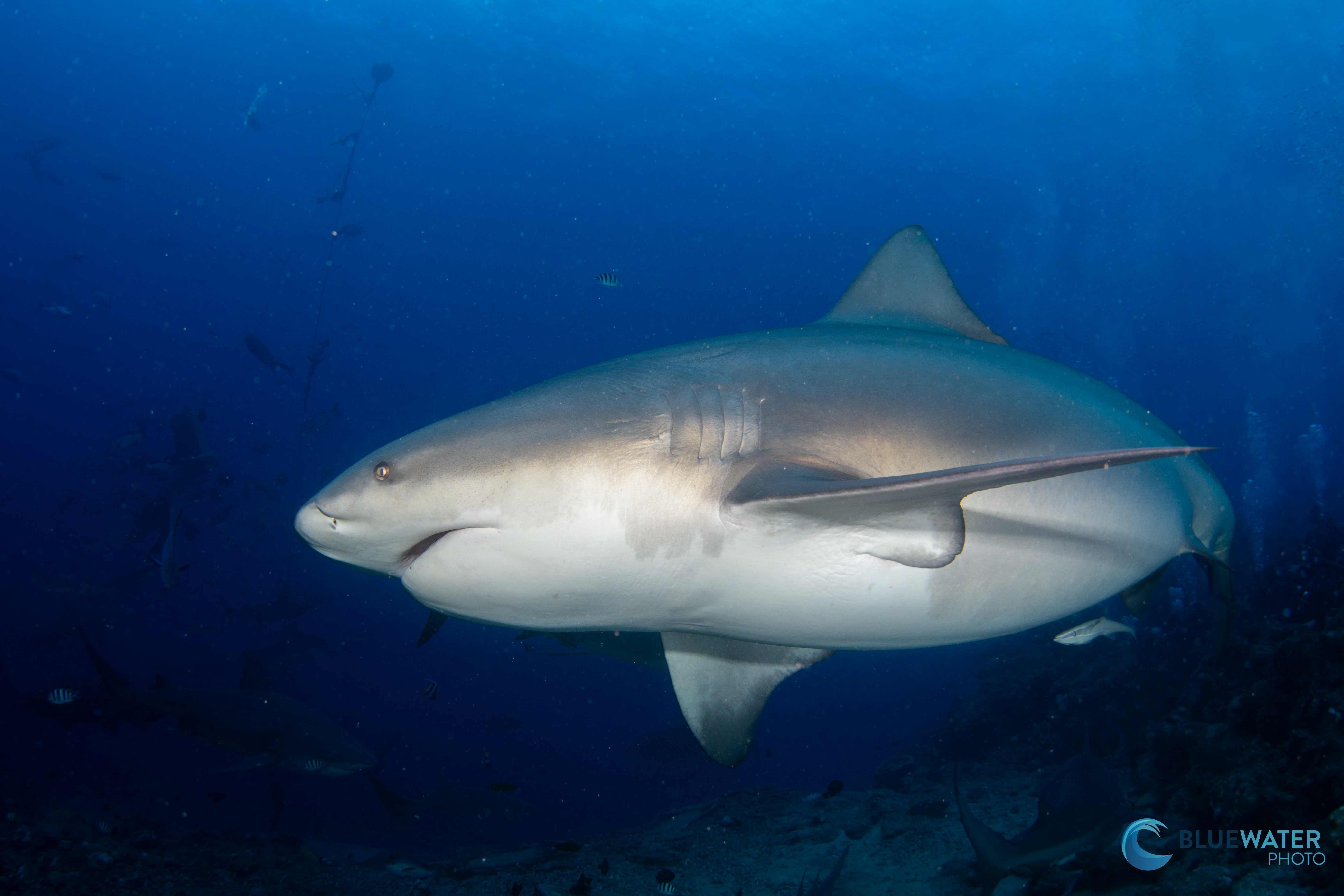 Bull Shark