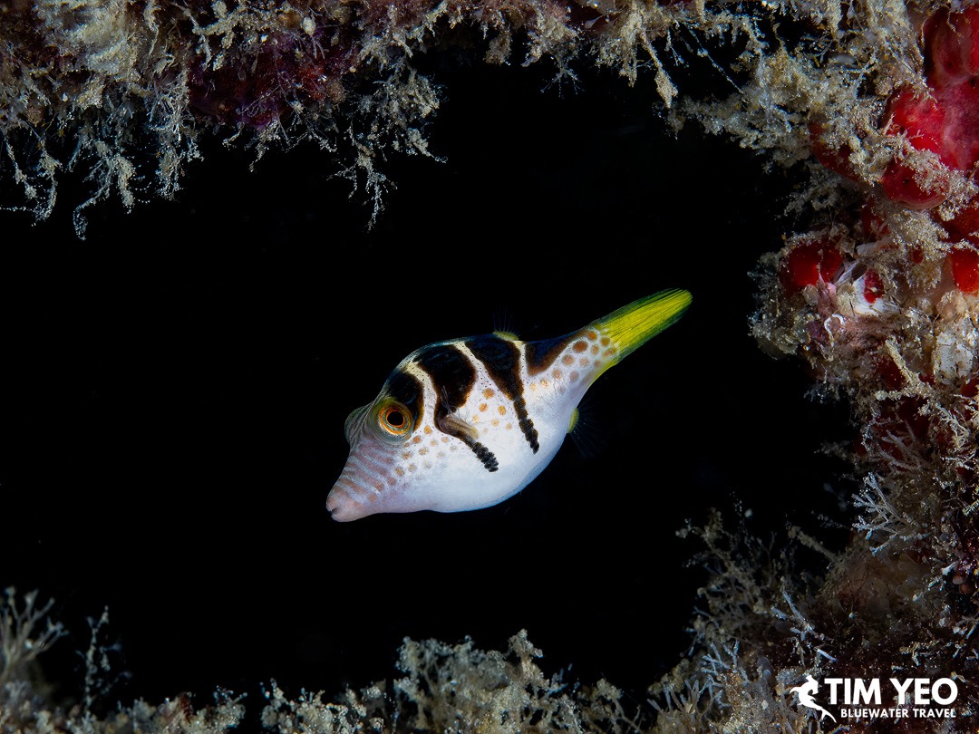 Valentini puffer in its cove