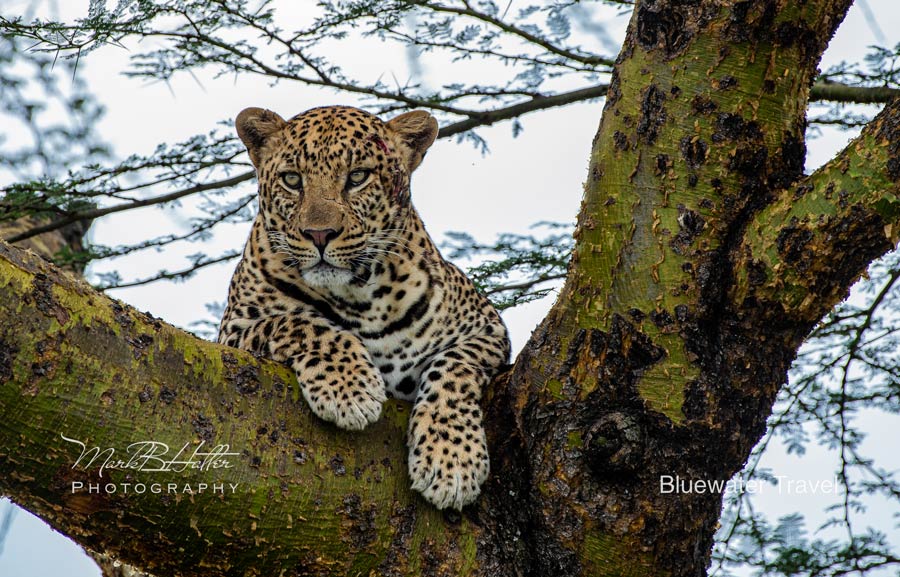 A close up of a cheetah in a tree in Tanzania