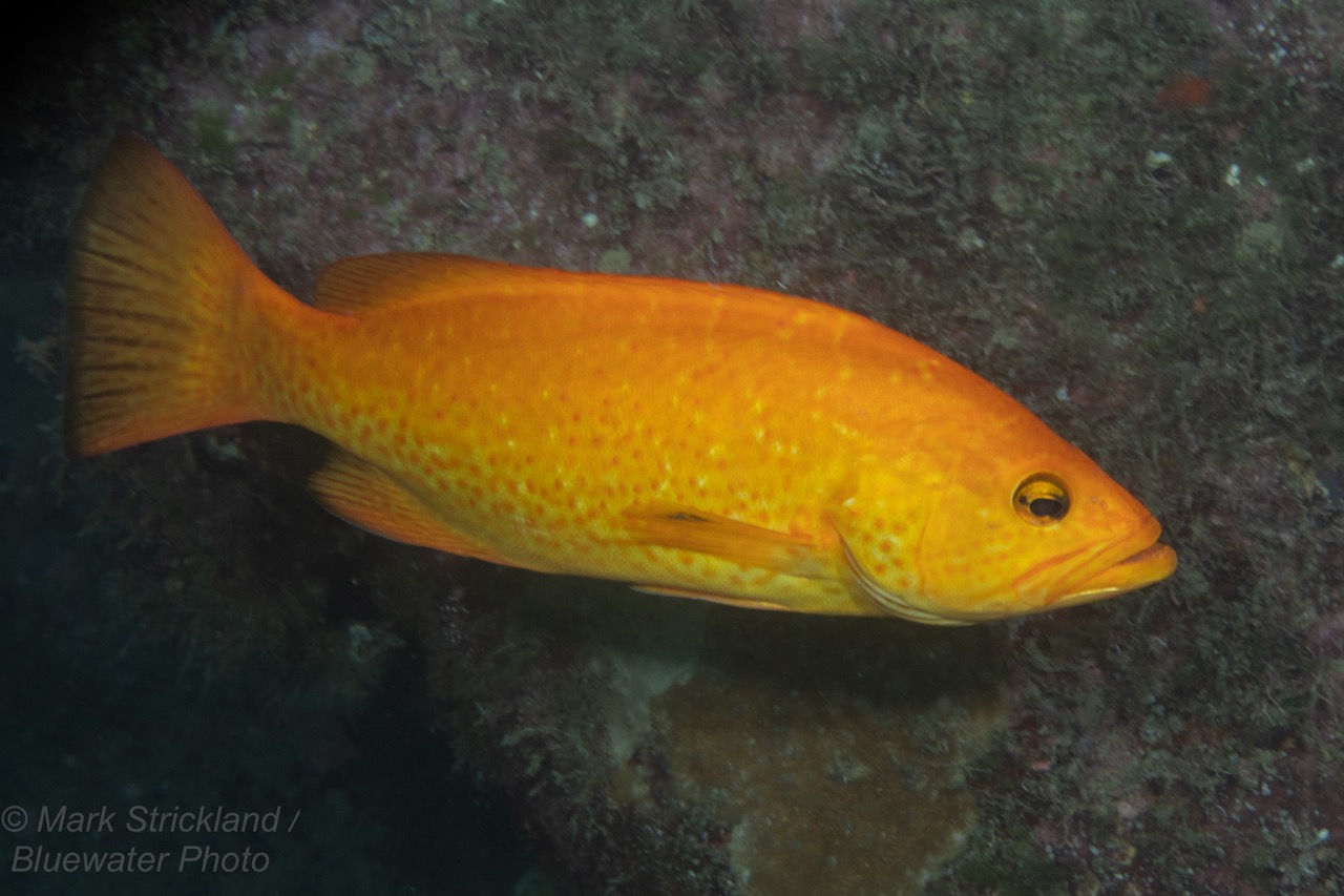 A Leopard Grouper