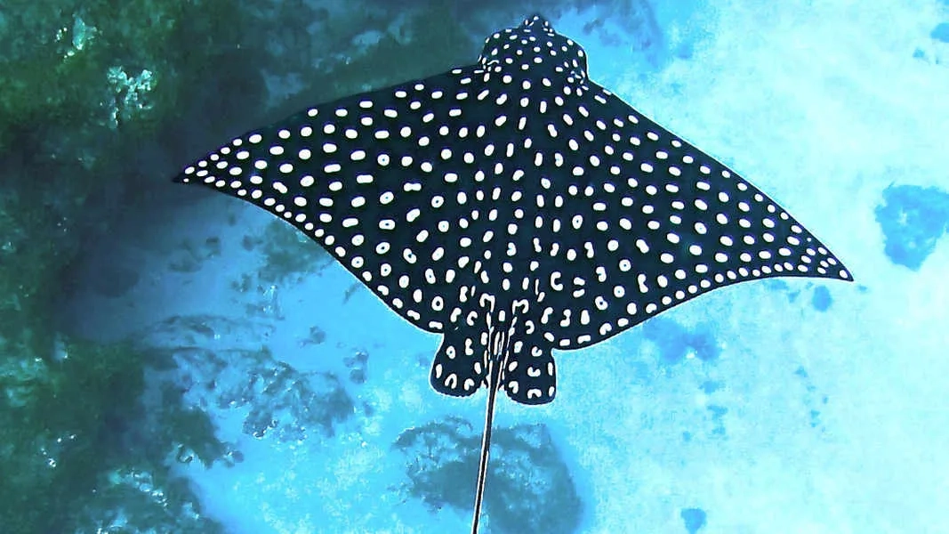A spotted ray glides underneath