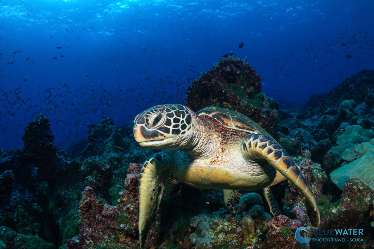 A sea turtle poses for the camera