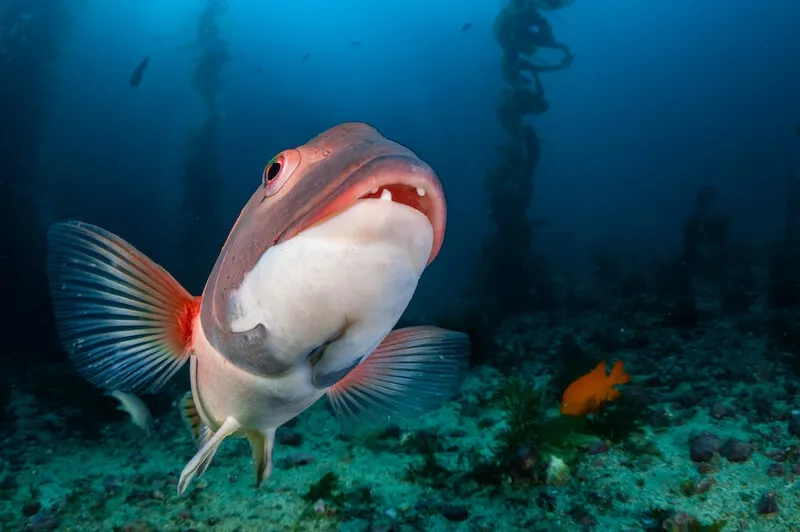 Catalina Island Diving