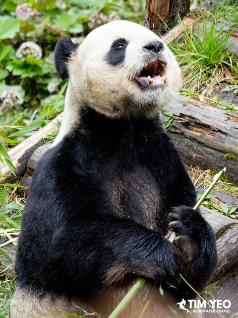 A panda having a snack