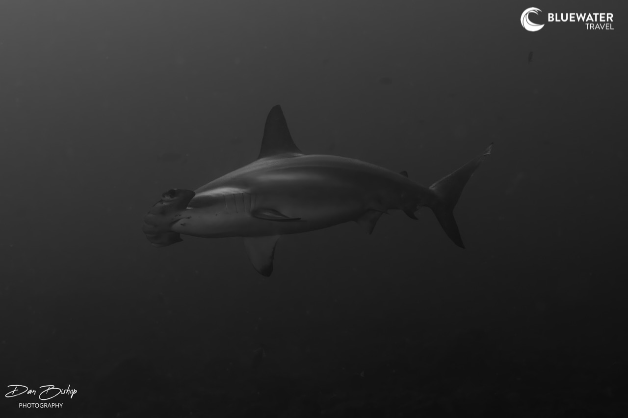 Black and white image of a hammerhead shark