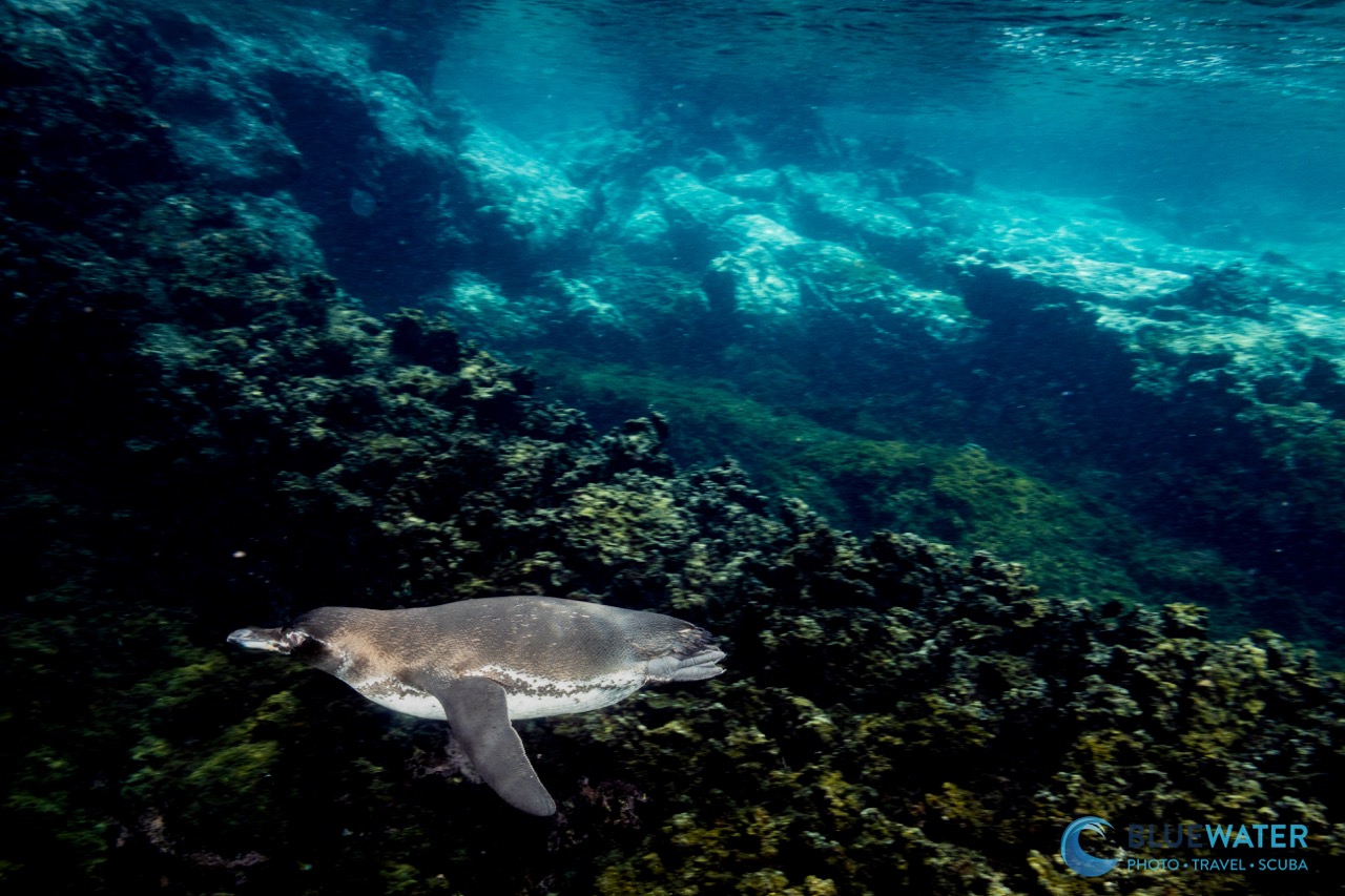 A Galapagos penguin hunting underwater