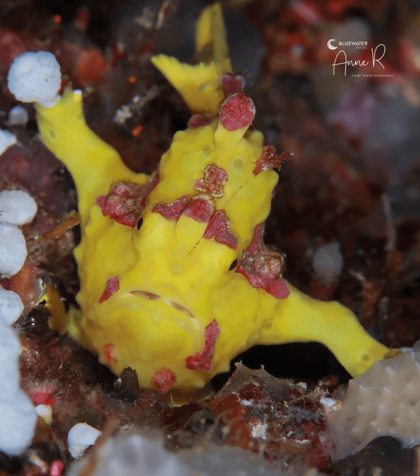 Yellow frogfish spotted during a macro dive