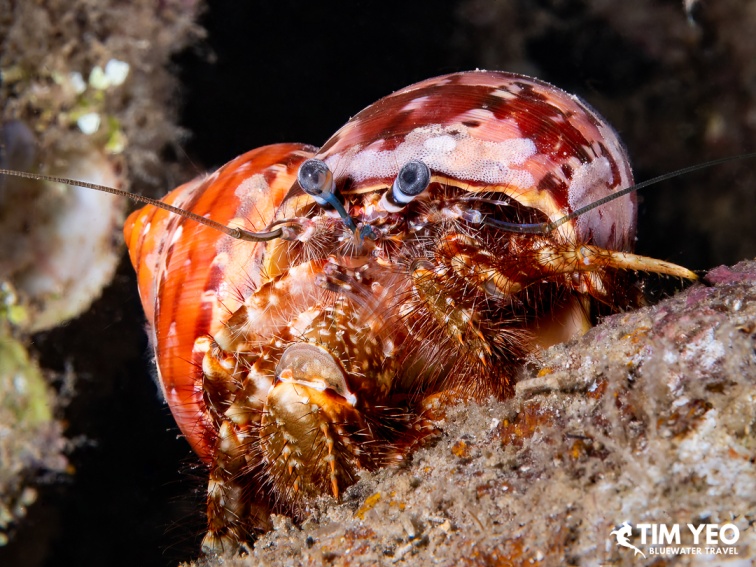 Close-up of a hermit crab peering from its shell at night