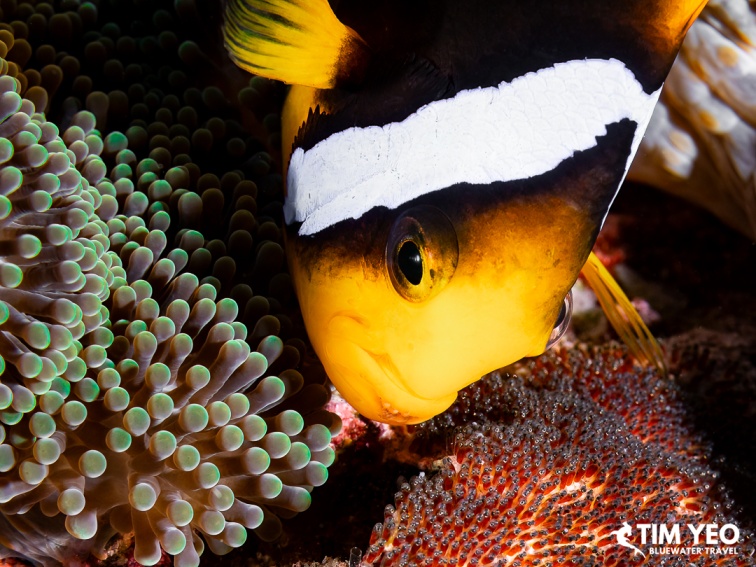 Close-up of a clownfish among anemone tentacles