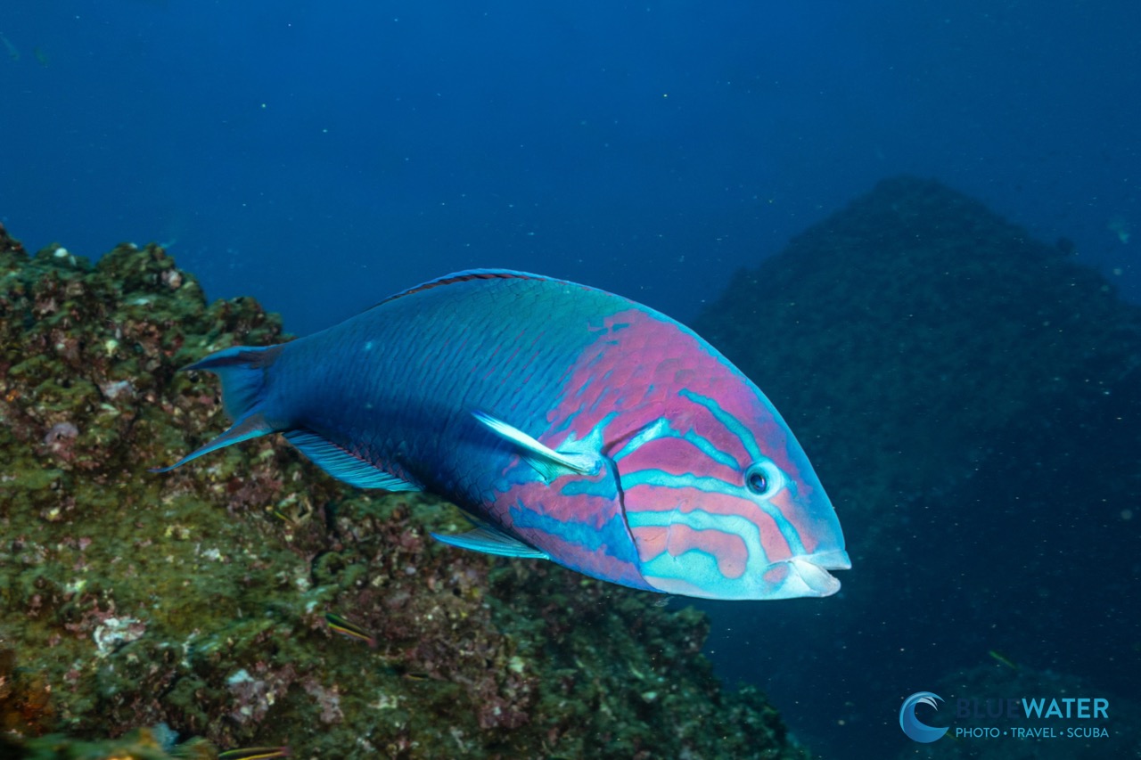 A colorful parrotfish swims past