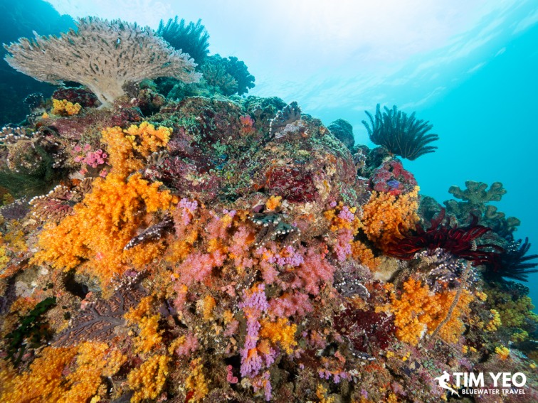 Colorful soft coral garden with feather stars on the reef