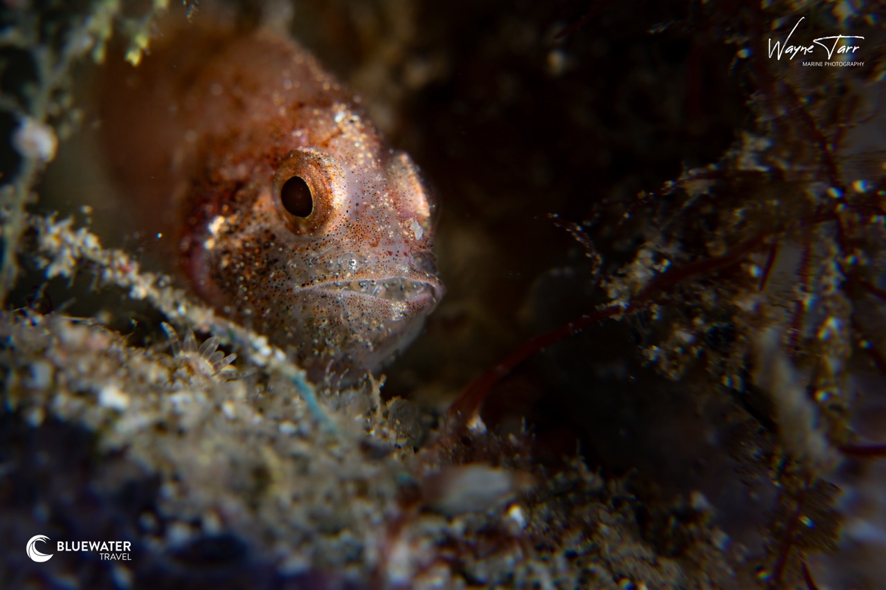A close up of a fish