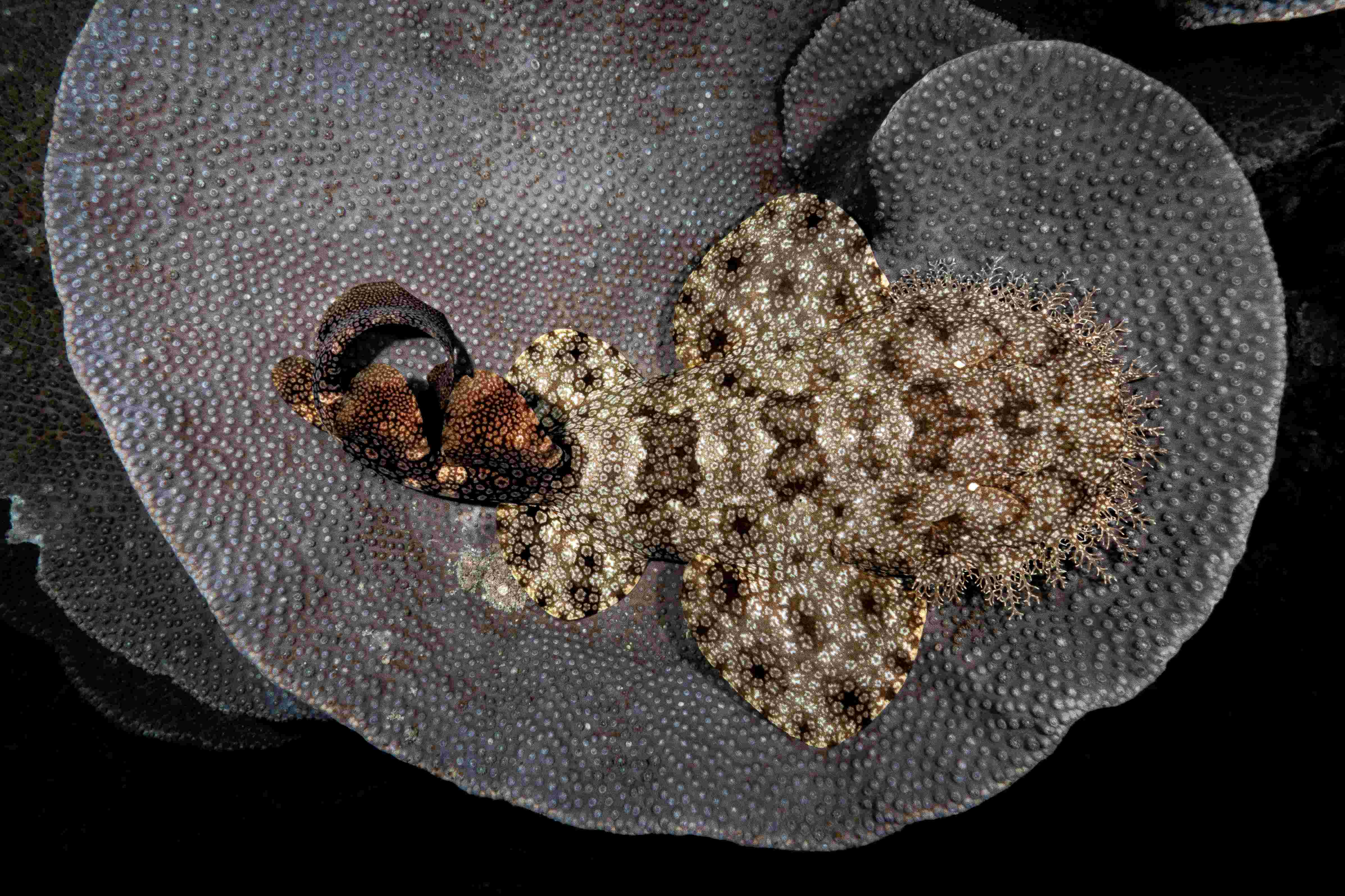 Wobbegong shark in Raja Ampat photographed by Max Holba