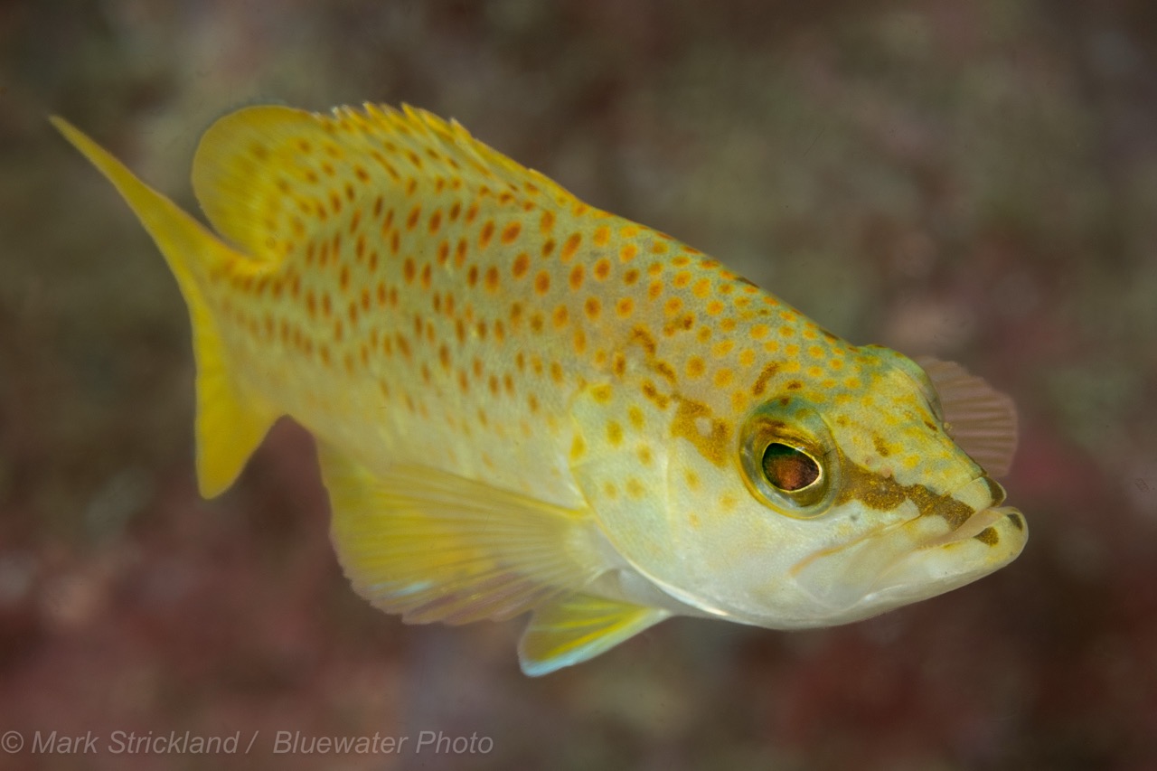 A juvenile leopard grouper