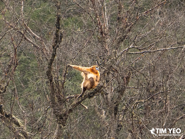Golden snub nosed monkeys playing in the fores