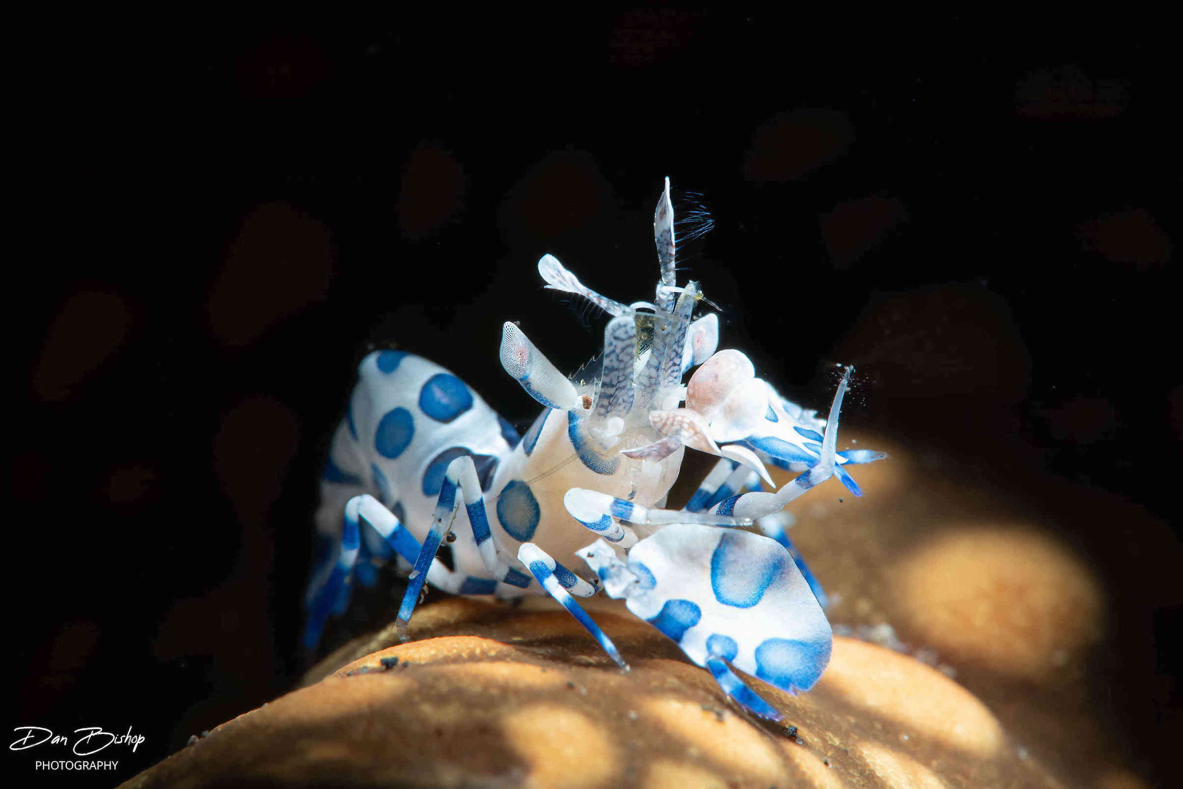 A harlequin shrimp with white and blue spotted pattern