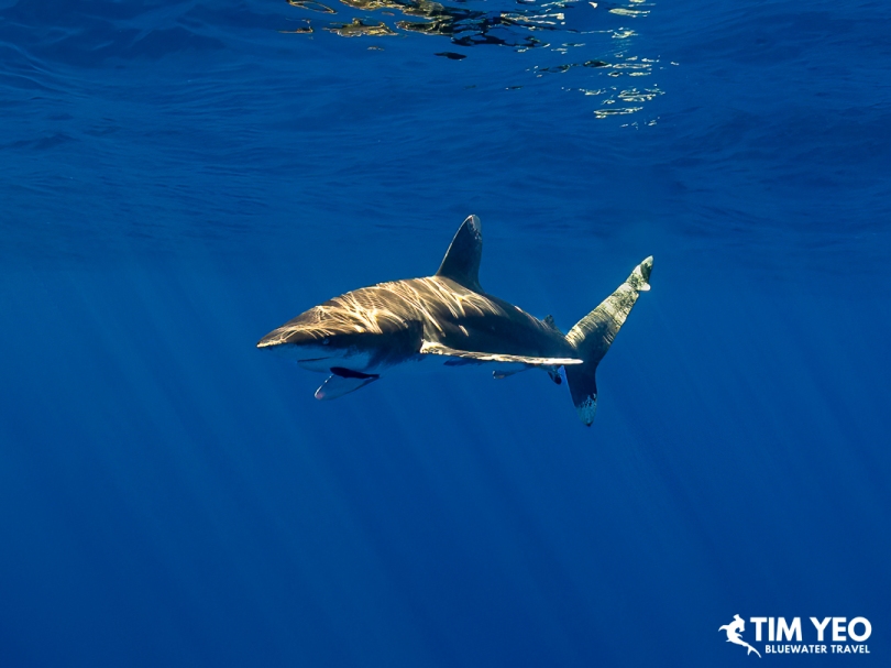 Oceanic whitetip shark in sunlit blue water, Moorea.